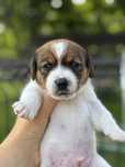 Piesek Jack Russell Terrier ZKwP FCI szczeniak