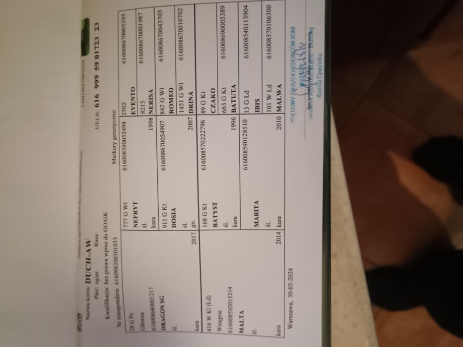 Sprzedam 2 ogiery śląskie i odsadki.