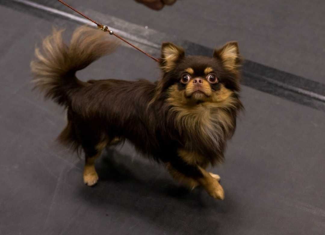 Chihuahua piesek długowłosy hodowla zarejstrowana ZKwP FCI