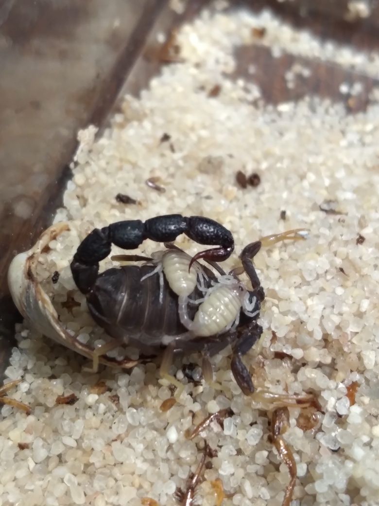 Skorpion, ptasznik Heterometrus/Avicularia/Babycurus/Chaerilus