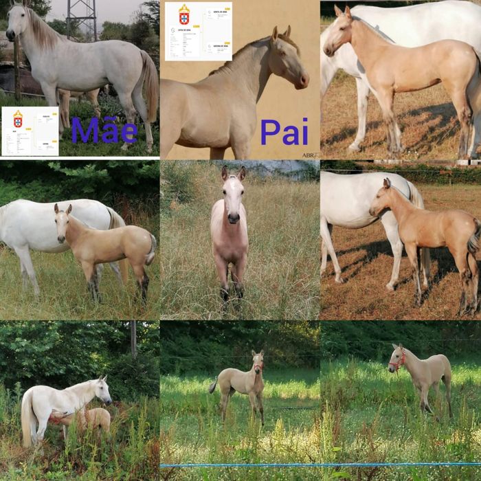 Troco poldra baia PSL