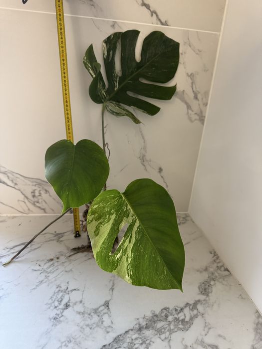 Monstera variegata, ukorzenione rośliny