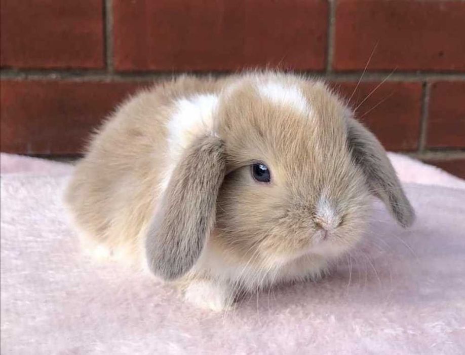 KIT Coelhos anões orelhudos, mini lop super inteligentes e dóceis