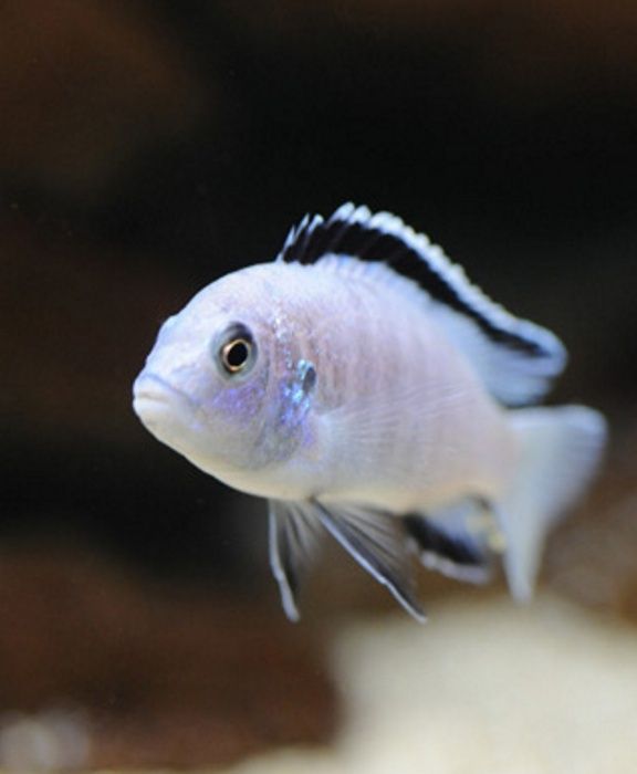 Дельфін блакитний Cyrtocara moorii Малаві Цихлиди Акваріумні рибки