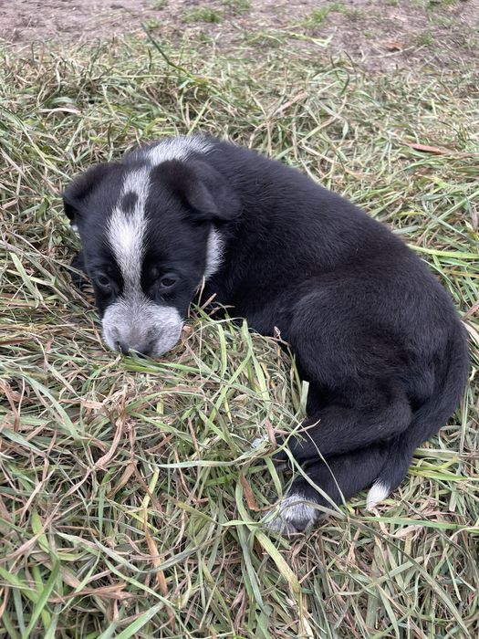 Oddam szczeniaki (7 sztuk)