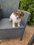 Jack russell terrier aktualne