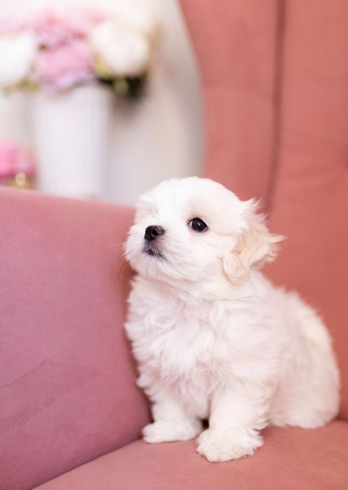 Maltańczyk z rodowodem i chipem / Rezerwacja