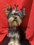 York Yorkshire terrier FCI ZKwP