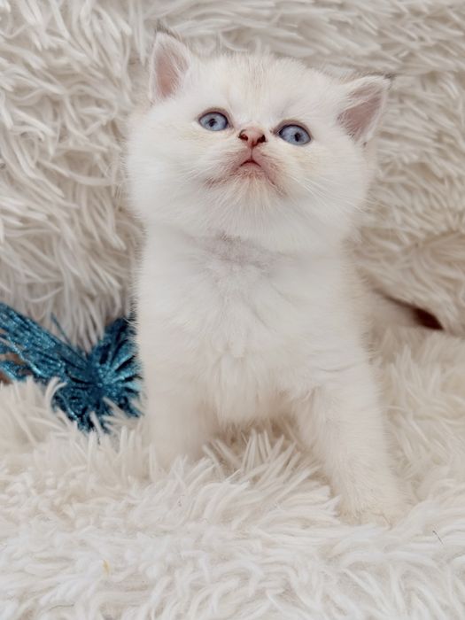 Macho scottish stright