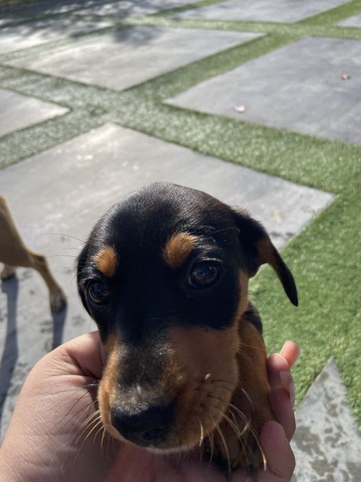 Oddam pieski, mają dwa miesiące