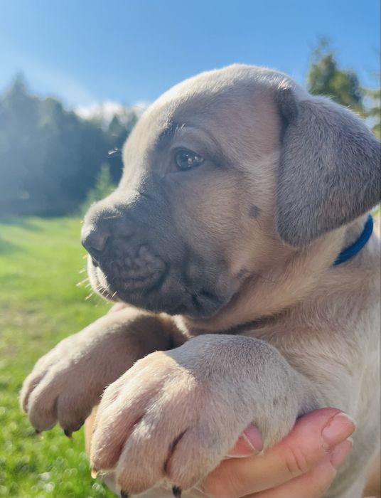 Puma Nero Cane Corso szczenie FCI po GRAND CHAMPIONIE