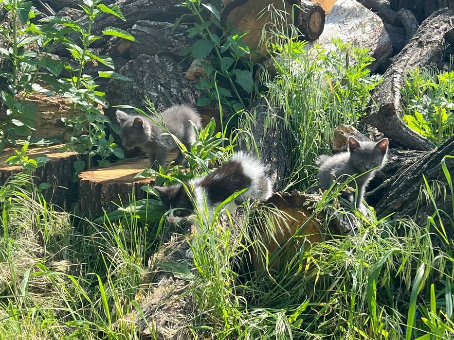 Віддам кошенят у добрі руки