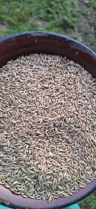 Żyto hybrydowe zimowe