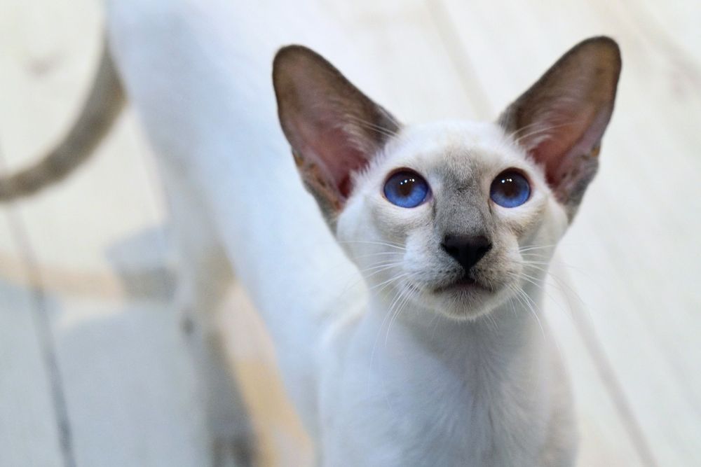 Kocurek syjamski krótkowłosy gotowy do zmiany domku prawdziwy rodowód