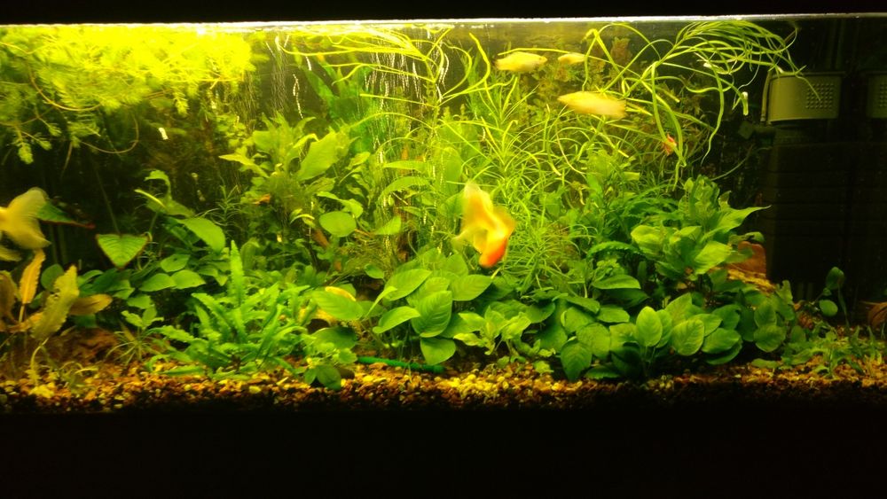 Аквариумные растения