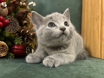 Kot rosyjski niebieski - kotka rosyjska