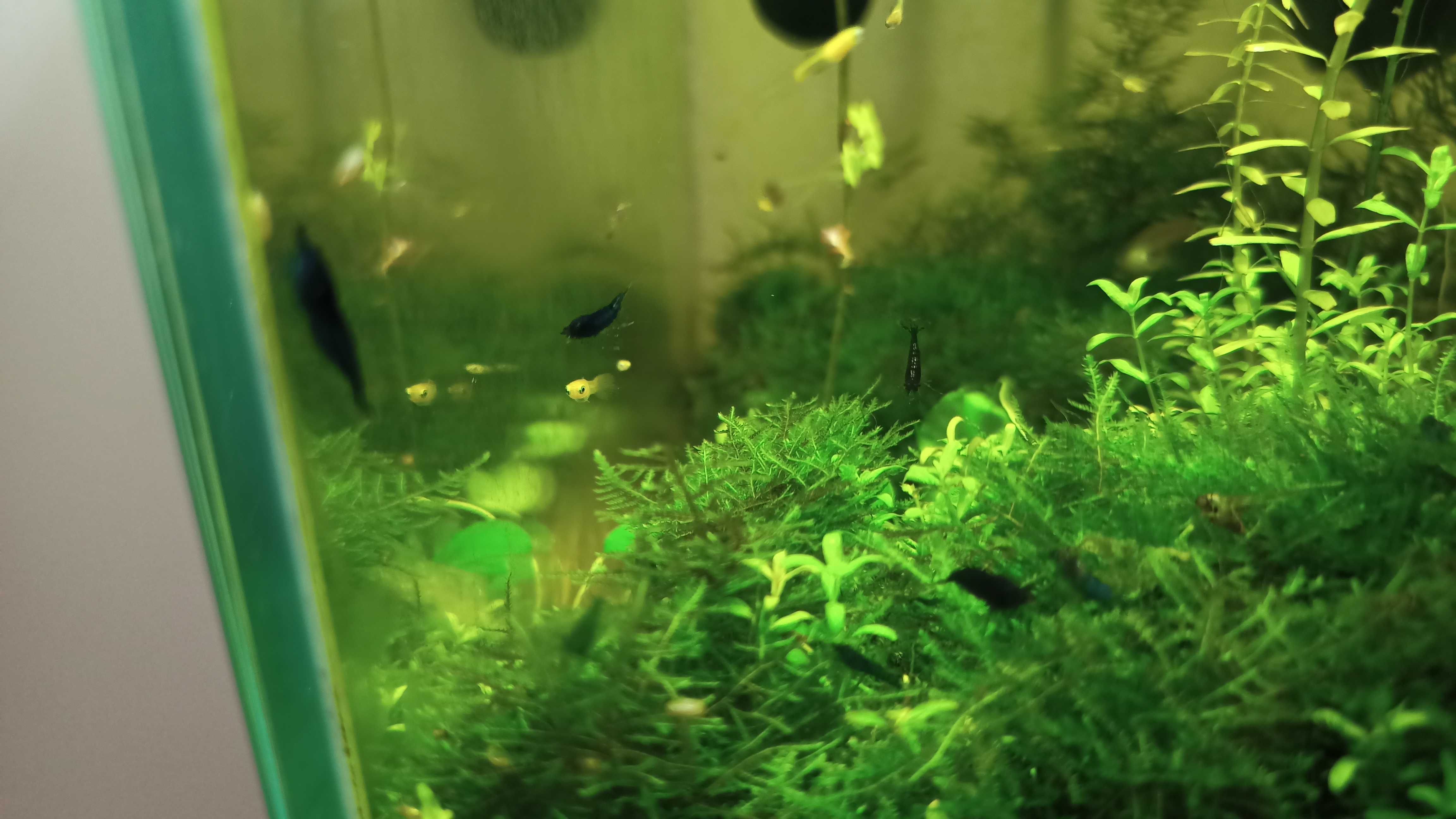 Lindos Camarões Neocaridina Blue Dream