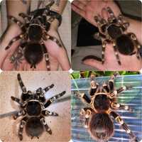 Самка огромного паука птицееда голиафа вида Acanthoscurria geniculata