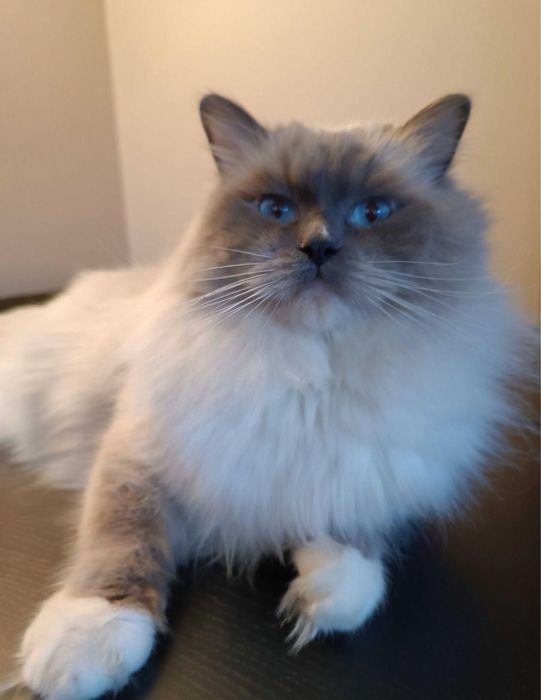 Ragdoll koteczka kocurek gotowe do zmiany domku