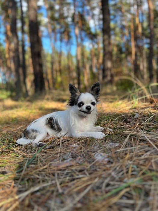 Вязка Чихуахуа. Ищу невесту