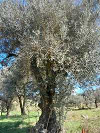 Vende se oliveiras centenarias