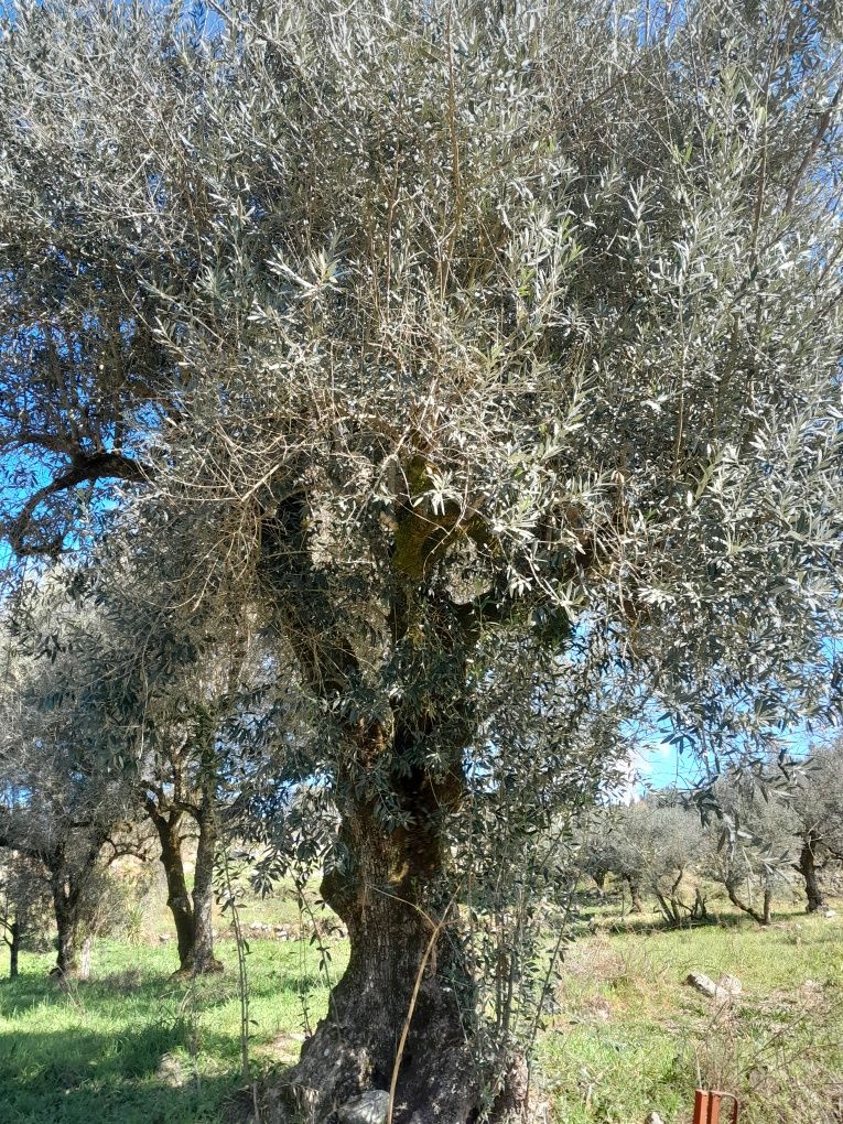 Vende se oliveiras centenarias