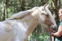 Gypsy/Irish Cob silver palomino ogier