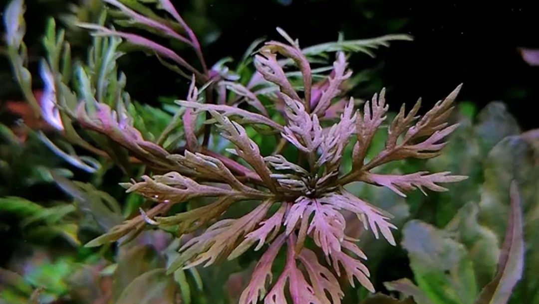 Roślina akwariowa Hyptis laciniata