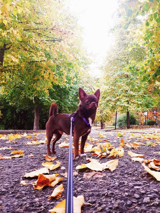 Шикарний кавалер запрошує на побачення (в'язка)