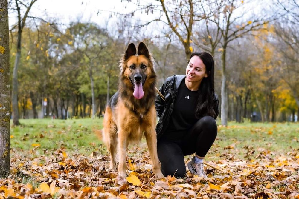 Kochający człowieka psiak w typie Owczarka niemieckiego szuka domku!