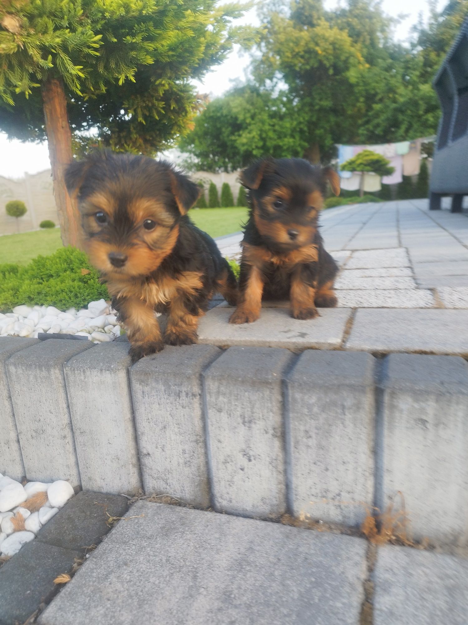 Yorkshire terrier