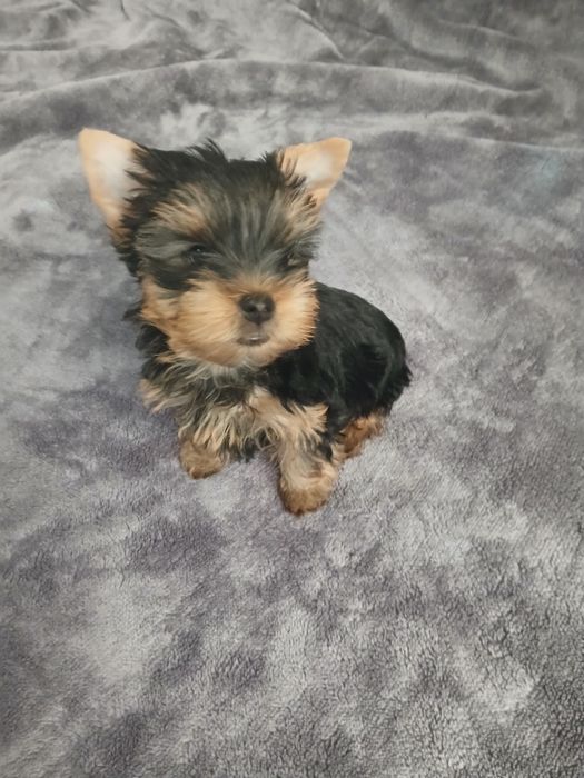 Yorkshire terrier macho puro.