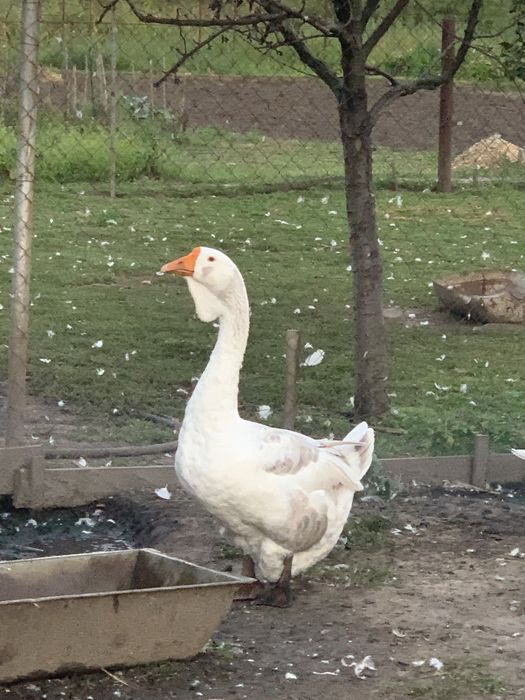 Продам молодих гусей холмогорів