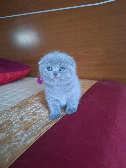 Fêmea scottish fold azul