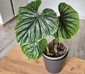 Philodendron plowmani