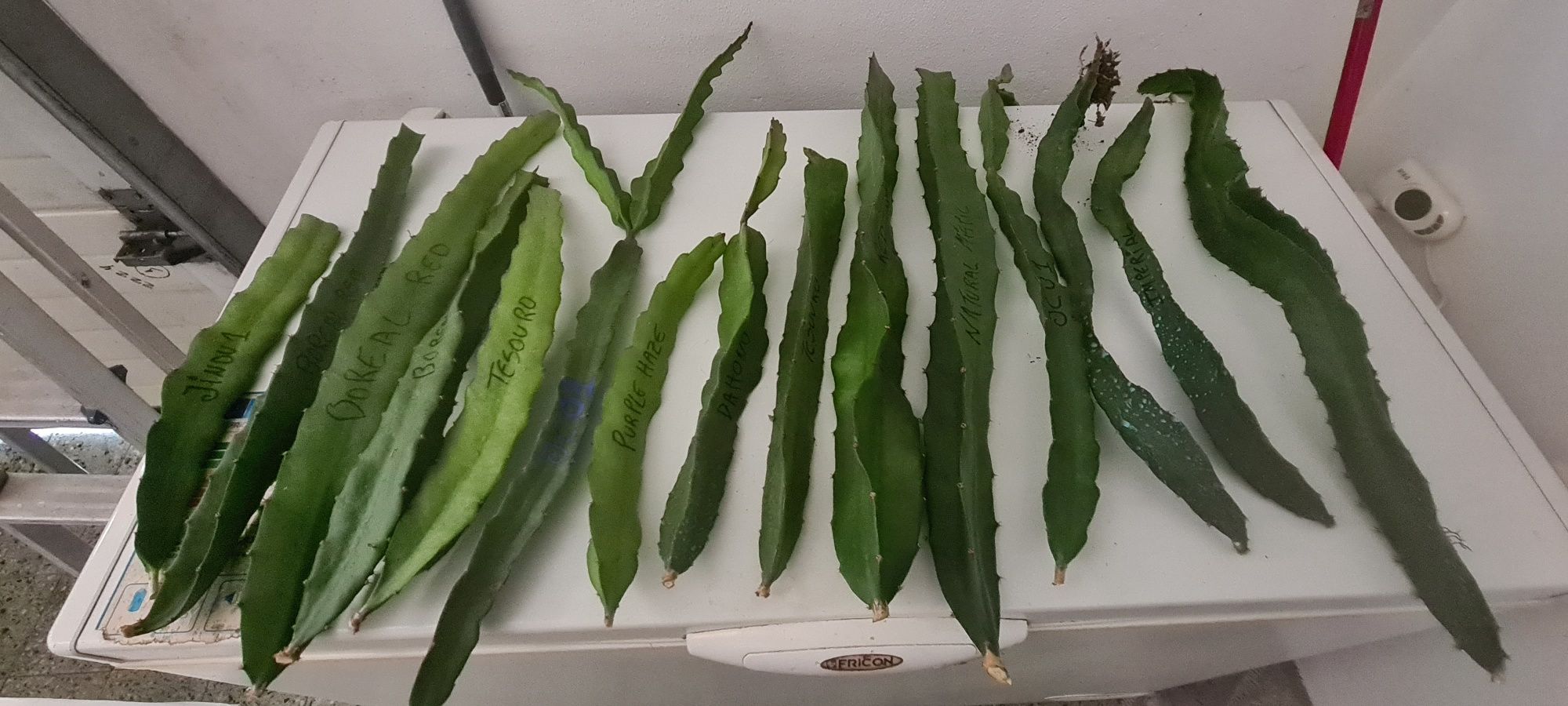 Pitayas auto-polinizantes