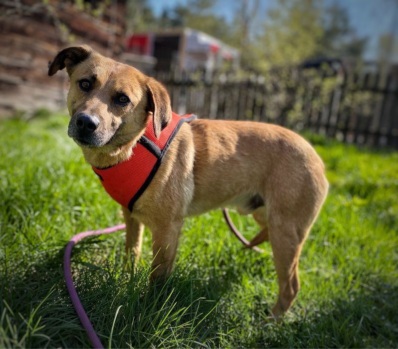 Przytulak, 2 lata, 11 kg, wesoły Bursztyn adopcja