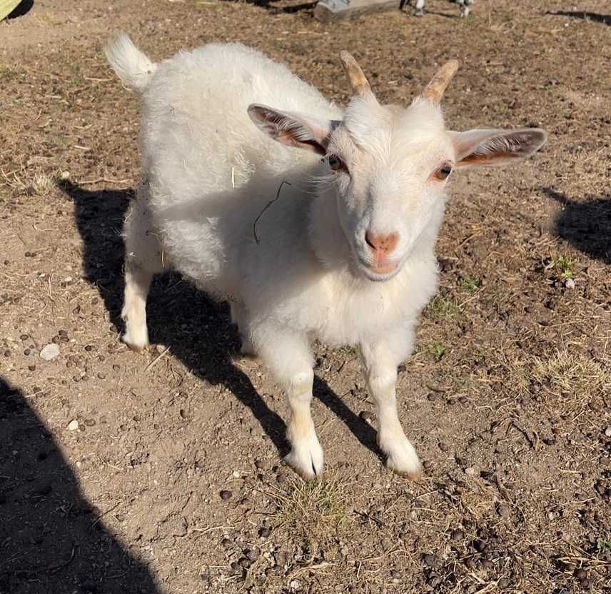 Cabras anas Angora