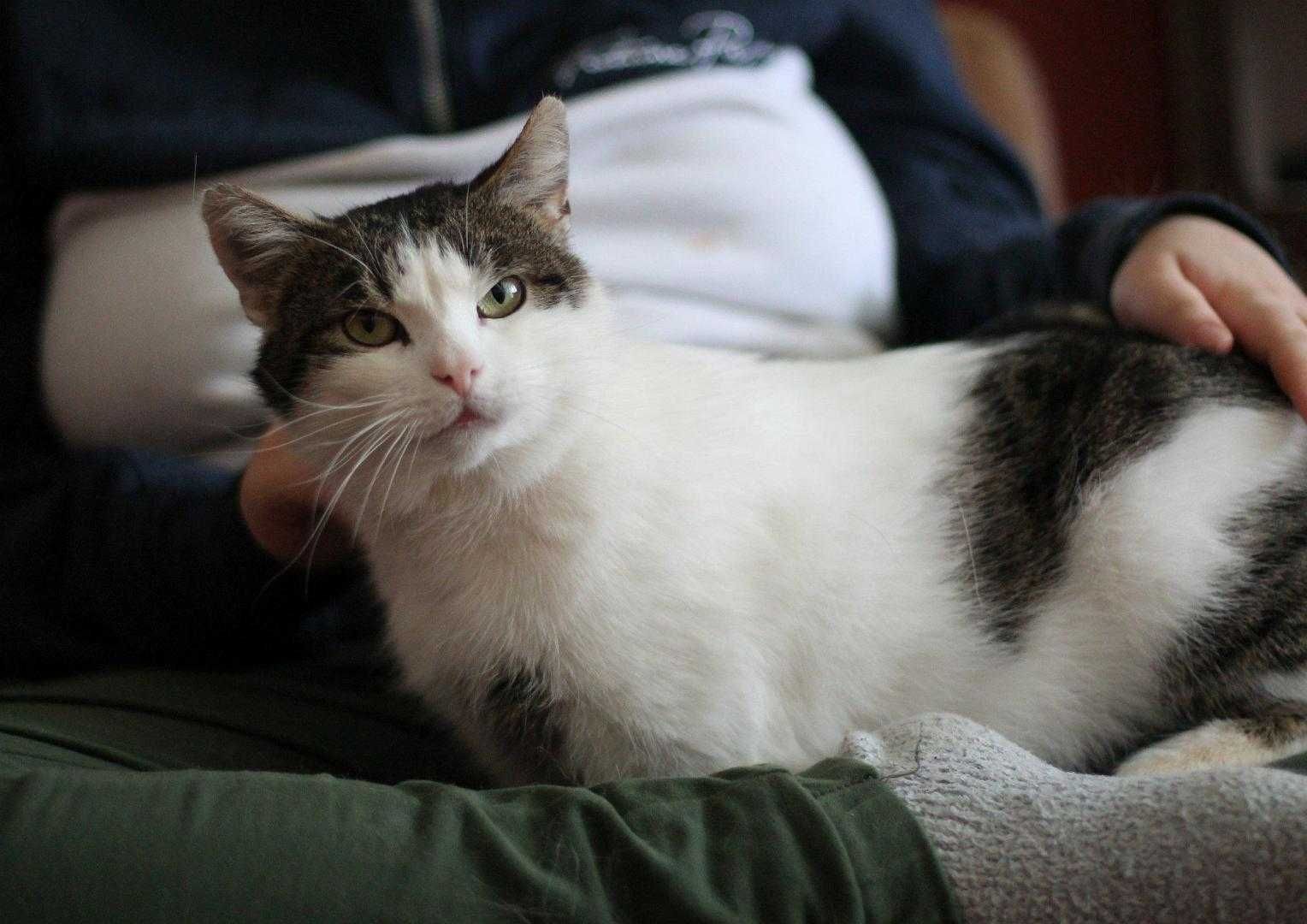 Bonifacy,miły kotek do adopcji.