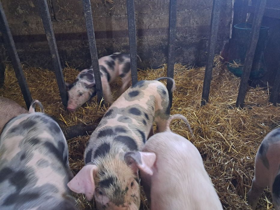 Продам поросят (домашние)
