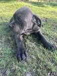 Cane corso do odbioru suczka niebieska pochodzenie FCI