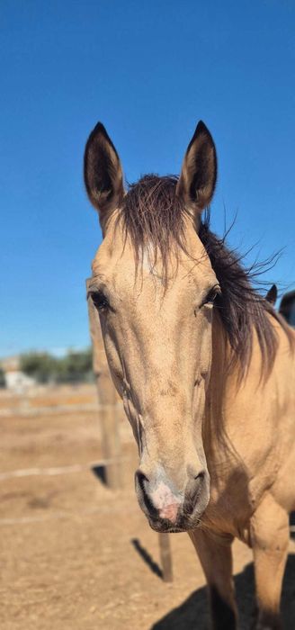 Cavalo Lusitano baio e manso