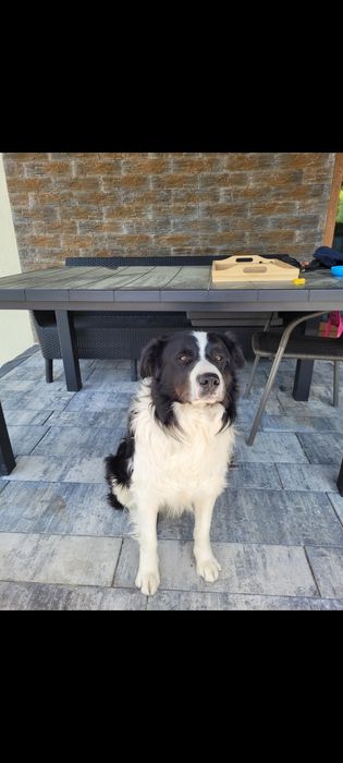 5 letni samiec border collie wykastrowany