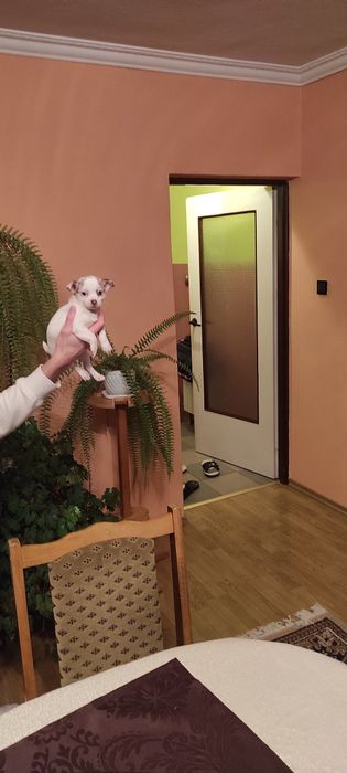 Piesek chihuahua biały ze znaczeniami merle