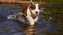 ZKwP/FCI Pręgowany samiec Amstaff, American Staffordshire Terrier