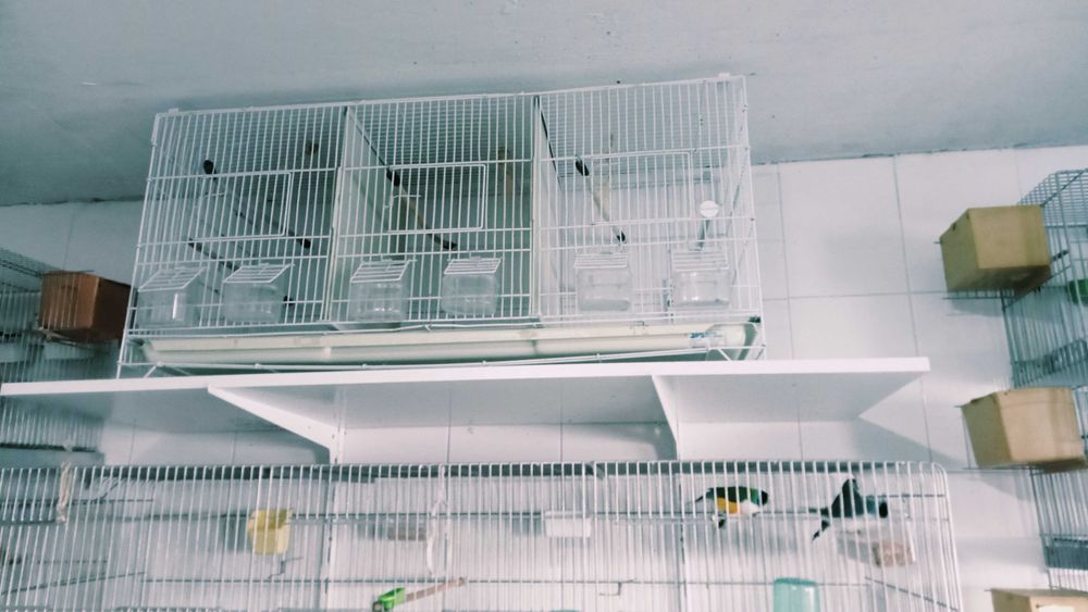 Gaiolas   como Novas