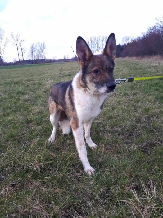 Oddam za darmo/ Śliczny Czesmir szuka domu na stałe (Adopcja)