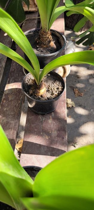 Гіппеаструм (молоді клубні)