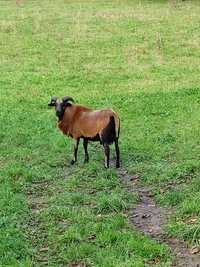 Owce kameruńskie - baran baranek jagnie