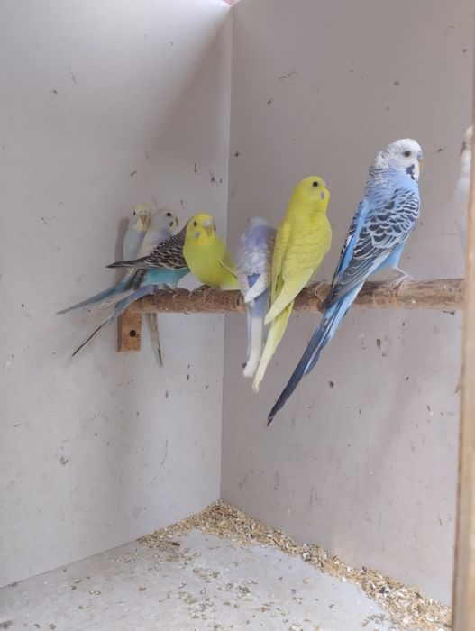 Papugi faliste i zeberki rudopiersne